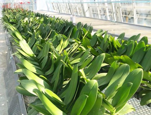 tam lop lay sang nha kinh trong hoa phong lan cao cap 3