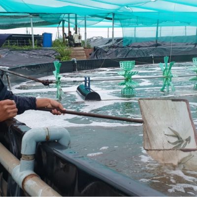 Mang HDPE lot ao tom ca 3