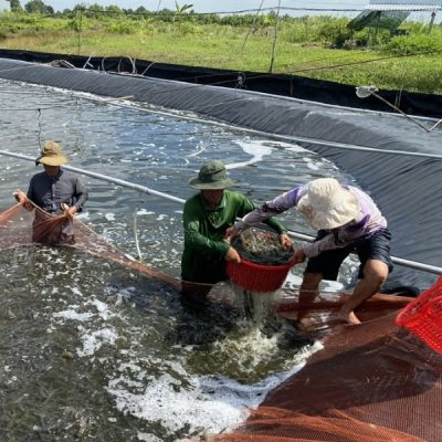 Mang HDPE lot ao tom ca 4