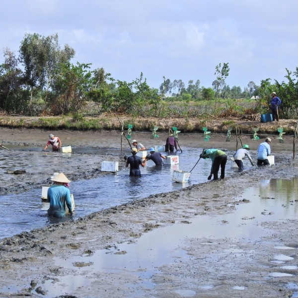 Mang HDPE lot ao tom ca 5