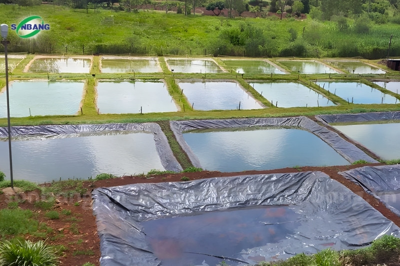 Lót hồ ao nuôi trồng thủy sản bằng màng chống thấm HDPE