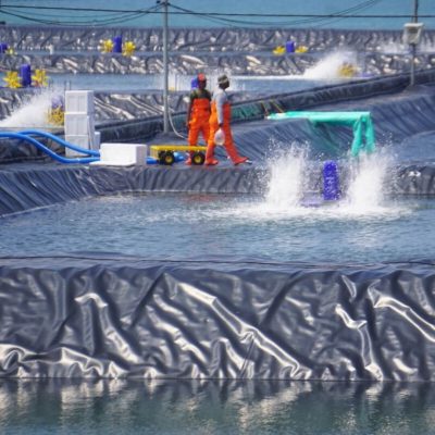 Màng Hdpe được ứng dụng tại các trang trại nuôi tôm lớn ở nước ngoài