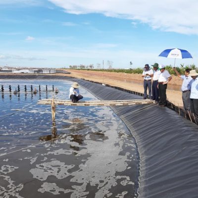 Kiểm định chất lượng của tôm khi sử dụng màng hdpe