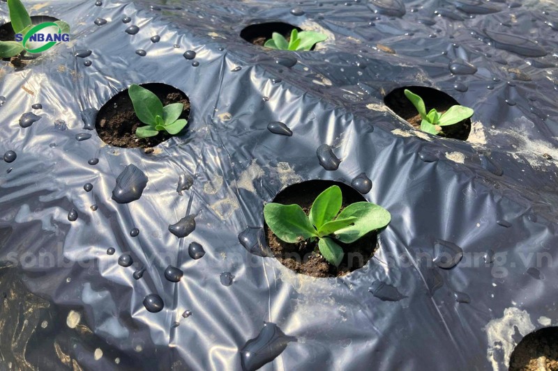 Màng phủ đất nông nghiệp diệt cỏ, giữ ẩm cho cây trồng