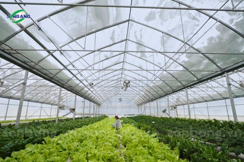 Màng nhà kính Israel chất lượng cao cho canh tác quy mô lớn